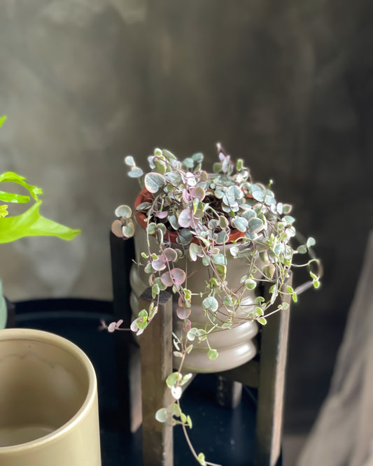 Variegated String of Hearts styled with Tin  Planter