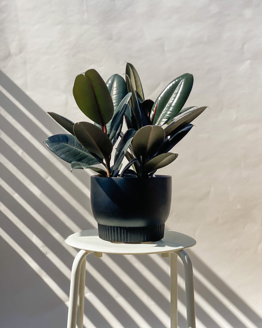 Rubber Plant styled with Black Luna Planter