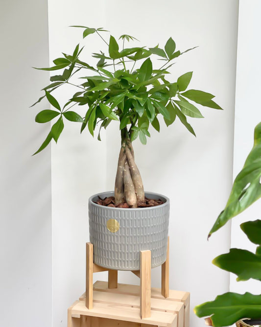 Pachira Aquatica styled with Plaid Planter